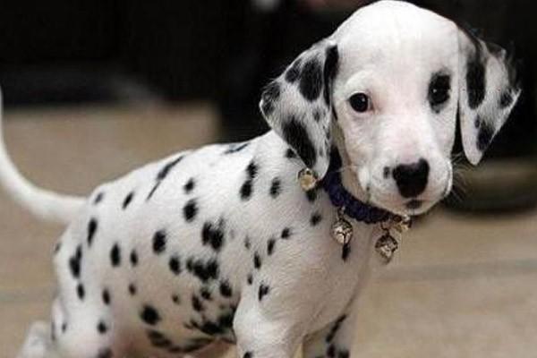 犬猫铅中毒症状及治疗方案解析