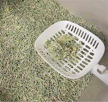 香柚猫砂除臭效果如何？测评结果揭晓