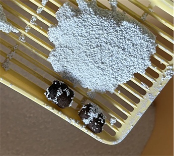 植物猫砂平替推荐，王贵皮测评对比许翠花