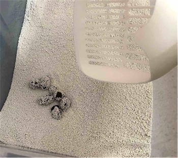 植物猫砂平替推荐，王贵皮测评对比许翠花