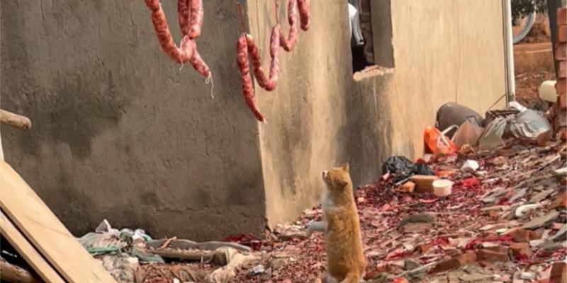 猫咪贪吃危害大,如何科学预防疾病 猫咪贪吃危害大,如何科学预防疾病