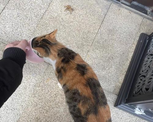 猫咪贪吃危害大,如何科学预防疾病 猫咪贪吃危害大,如何科学预防疾病