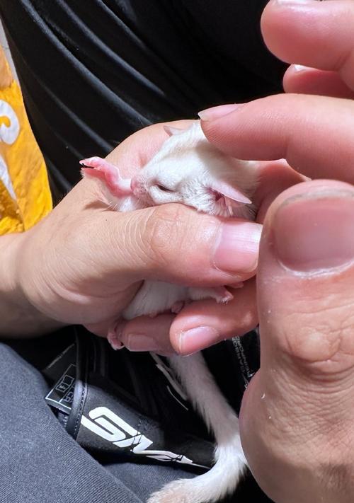 蜜袋鼯幼年期饮食揭秘：营养来源与成长关键