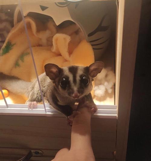 蜜袋鼯幼年期饮食揭秘：营养来源与成长关键