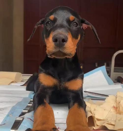 杜宾幼犬断尾的正确时机与注意事项指南