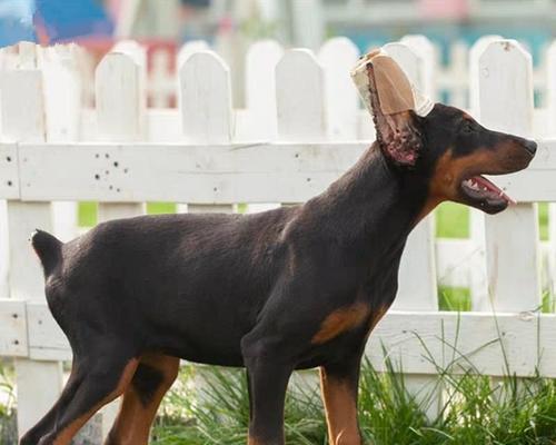 杜宾幼犬断尾的正确时机与注意事项指南