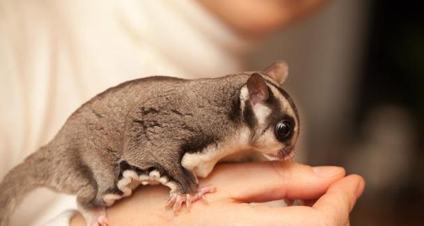 蜜袋鼯幼年期饮食揭秘：营养来源与成长关键