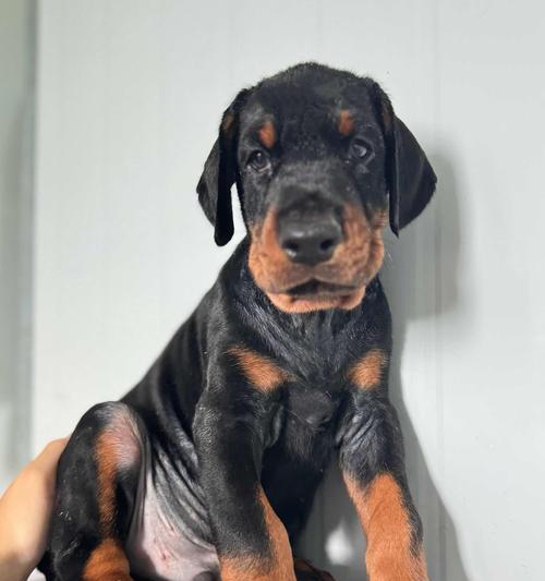 杜宾幼犬断尾的正确时机与注意事项指南