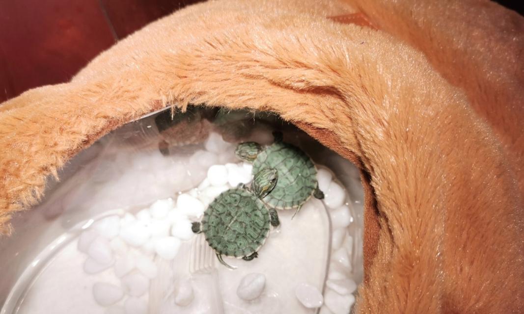 小巴西龟饮水指南:如何选择健康水源 小巴西龟饮水指南:如何选择健康水源