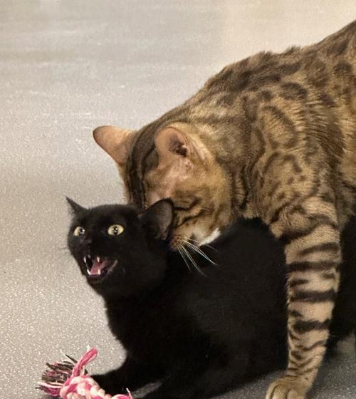 探寻Jerry狗的独特魅力与主人默契关系