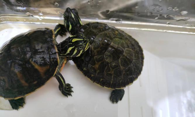 小巴西龟饮水指南:如何选择健康水源 小巴西龟饮水指南:如何选择健康水源