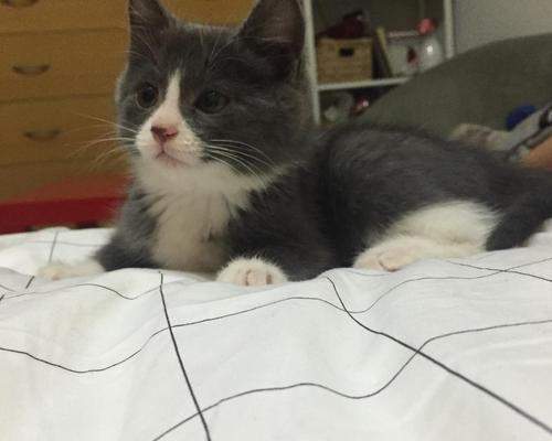 探寻Jerry狗的独特魅力与主人默契关系