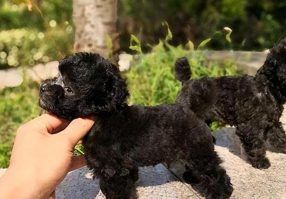 茶杯犬的起源特点与科学培育指南