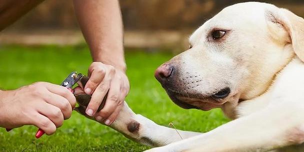 狗狗爪子拍打背后的含义与沟通方式解析 狗狗爪子拍打背后的含义与沟通方式解析