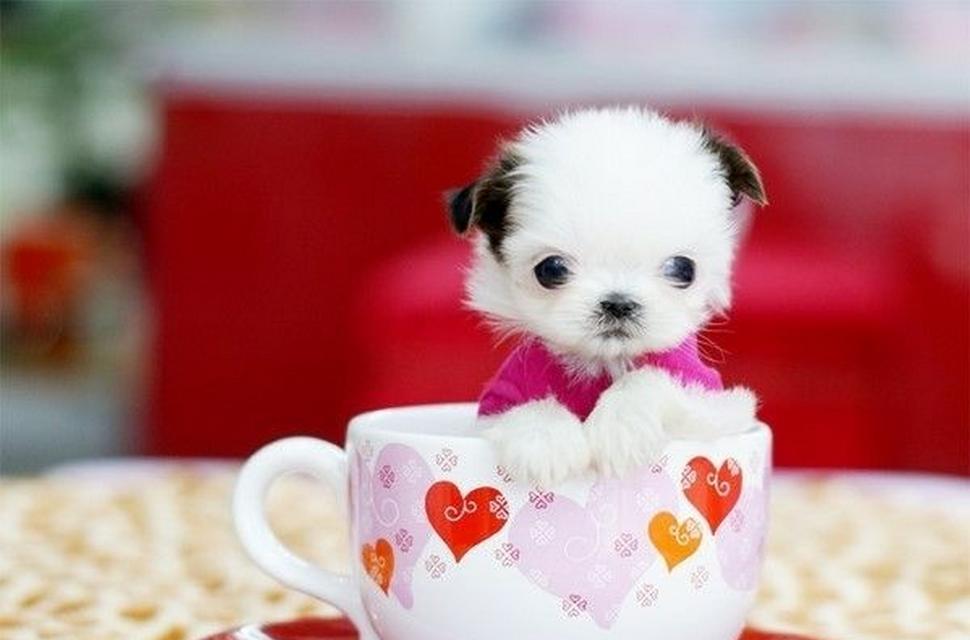 茶杯犬的起源特点与科学培育指南