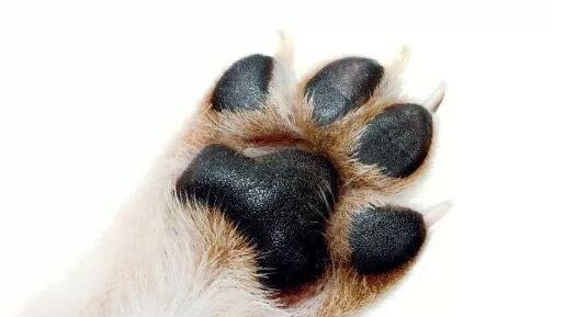 狗狗爪子拍打背后的含义与沟通方式解析 狗狗爪子拍打背后的含义与沟通方式解析