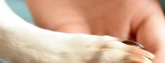 狗狗爪子拍打背后的含义与沟通方式解析 狗狗爪子拍打背后的含义与沟通方式解析