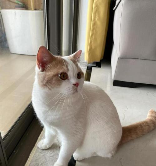 猫科动物心肌厚度影响因素与健康关联分析 猫科动物心肌厚度影响因素与健康关联分析