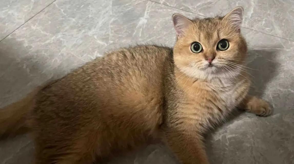 猫科动物心肌厚度影响因素与健康关联分析 猫科动物心肌厚度影响因素与健康关联分析