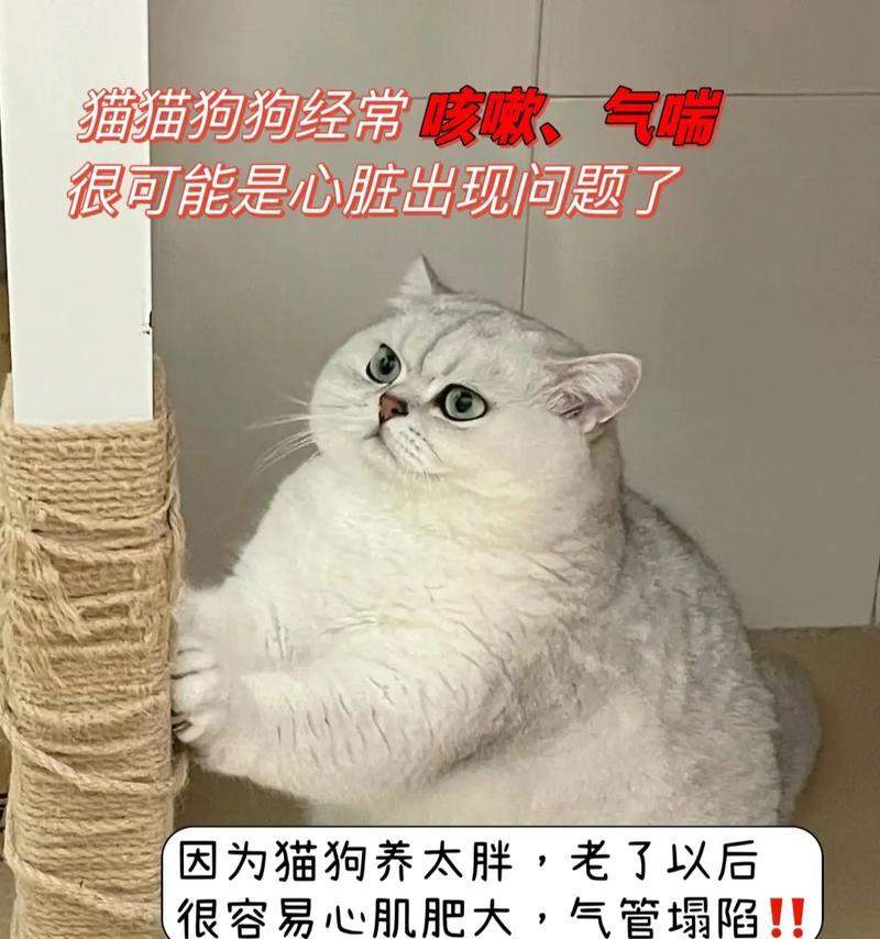 猫科动物心肌厚度影响因素与健康关联分析 猫科动物心肌厚度影响因素与健康关联分析