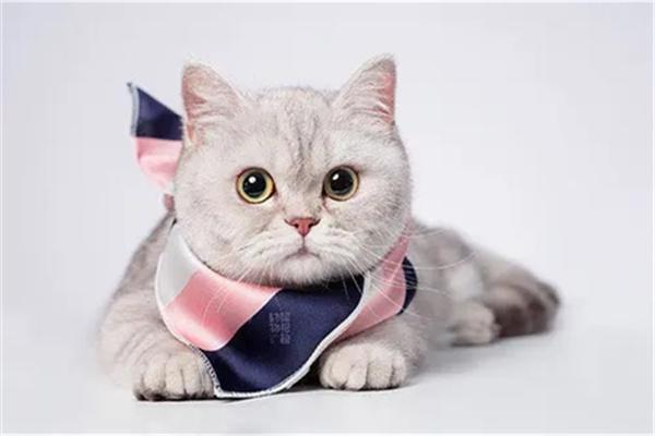 哪些人更容易被猫咪喜欢? 哪些人更容易被猫咪喜欢?