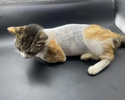 小猫绝育术后护理全攻略，确保快速恢复