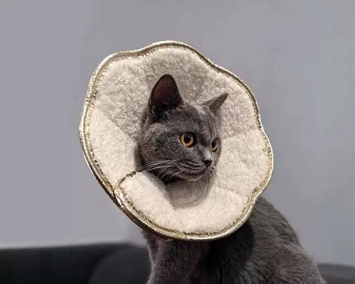 小猫绝育术后护理全攻略，确保快速恢复