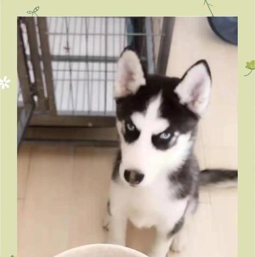 哈士奇掉毛怎么办?实用护理方法减少掉毛 哈士奇掉毛怎么办?实用护理方法减少掉毛