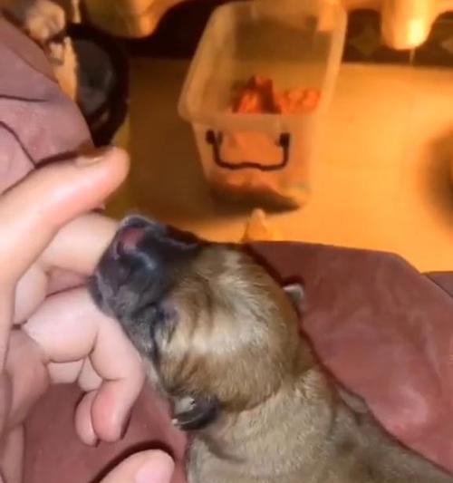 狗狗无奶怎么办？科学方法助其健康成长