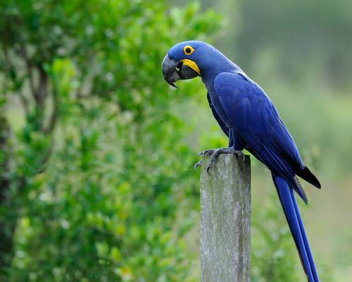 紫蓝金刚鹦鹉饲养全攻略：方法与注意事项