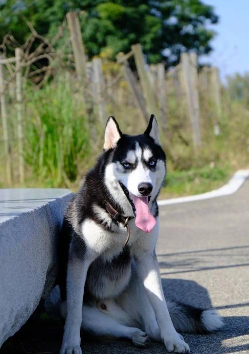 哈士奇掉毛怎么办?实用护理方法减少掉毛 哈士奇掉毛怎么办?实用护理方法减少掉毛