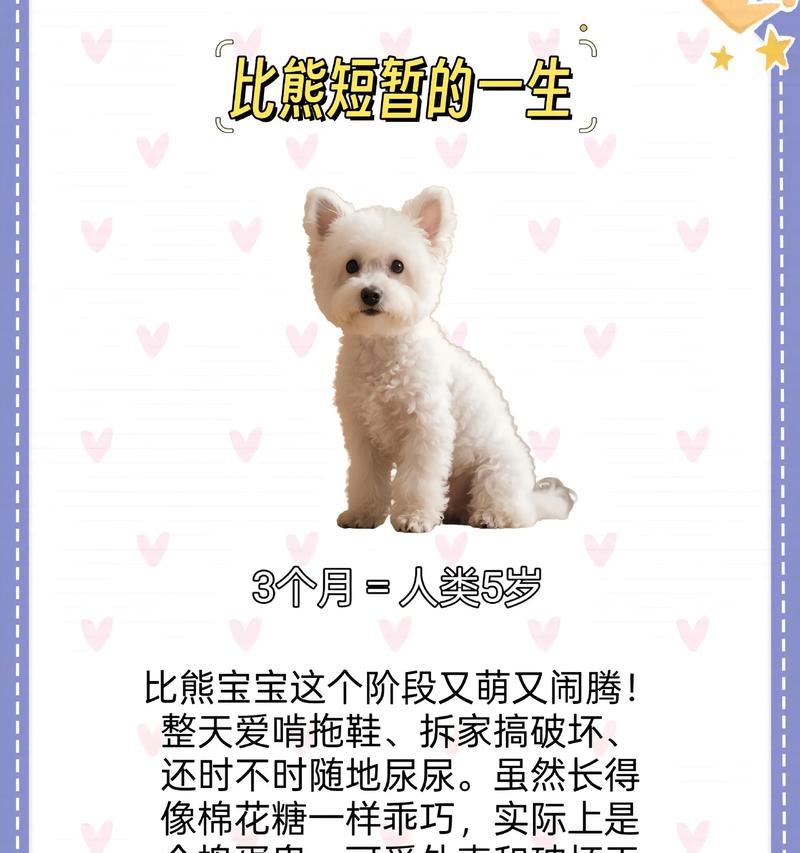 科学养护比熊犬指南,健康快乐成长必备知识 科学养护比熊犬指南,健康快乐成长必备知识