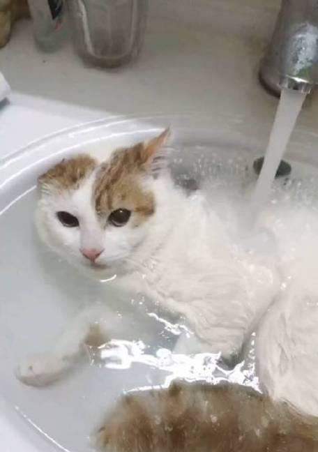 冬季猫咪洗澡注意事项与清洁技巧 冬季猫咪洗澡注意事项与清洁技巧