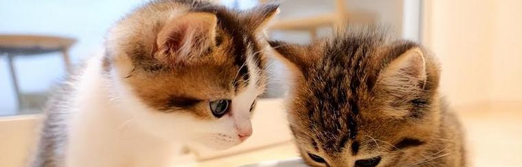 不满2月小猫咪科学喂养指南