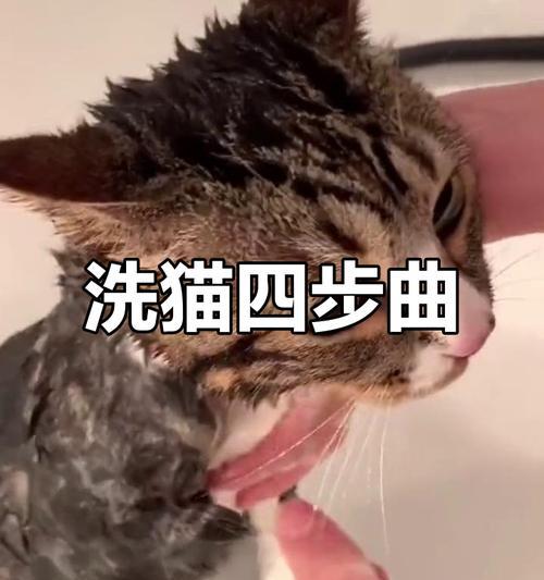 冬季猫咪洗澡注意事项与清洁技巧 冬季猫咪洗澡注意事项与清洁技巧