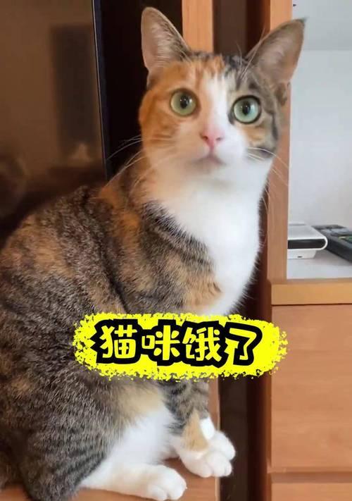 不满2月小猫咪科学喂养指南