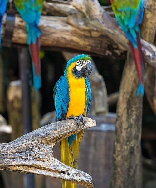 紫蓝金刚鹦鹉饲养全攻略：方法与注意事项