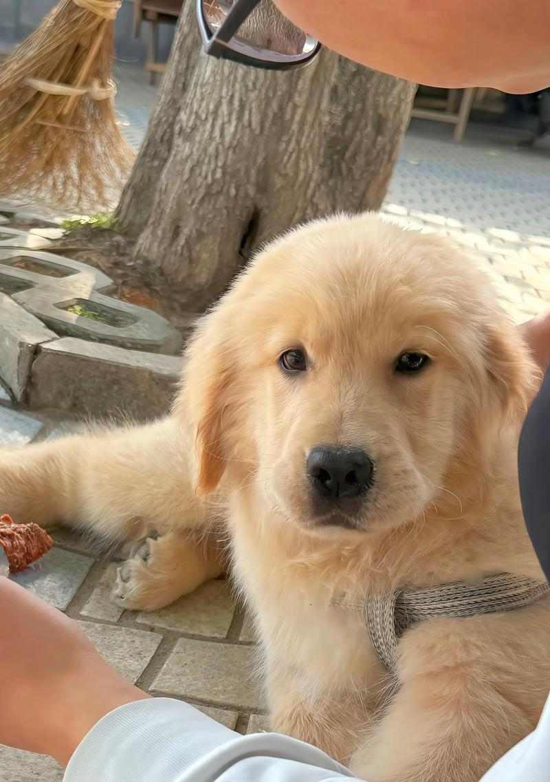 金毛吃狗粮是否长得快?科学解析饮食对成长的影响 金毛吃狗粮是否长得快?科学解析饮食对成长的影响