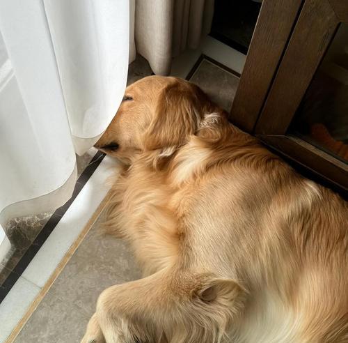 金毛吃狗粮是否长得快?科学解析饮食对成长的影响 金毛吃狗粮是否长得快?科学解析饮食对成长的影响