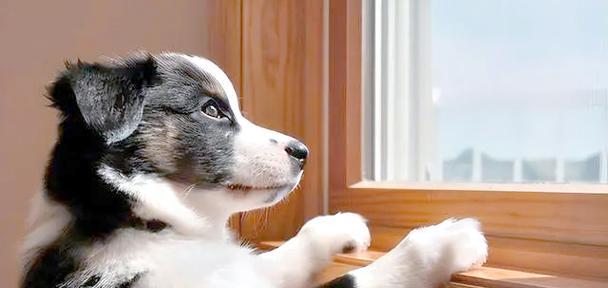 狗狗恐惧源解析,守护宠物心理健康的关键 狗狗恐惧源解析,守护宠物心理健康的关键