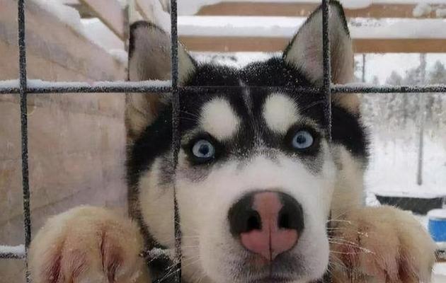 狗狗恐惧源解析,守护宠物心理健康的关键 狗狗恐惧源解析,守护宠物心理健康的关键