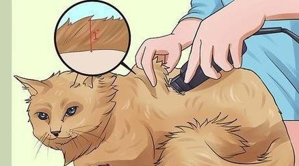 小猫剃毛真的能降温吗？科学护理方法揭秘