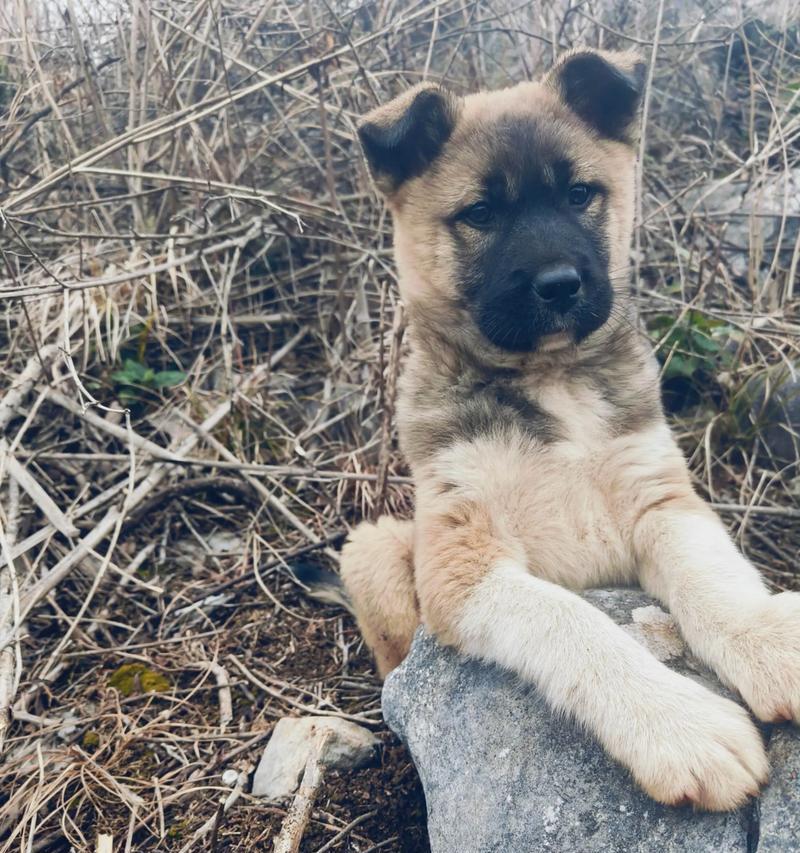 既漂亮又能看家的狗有哪些?选对宠物事半功倍 既漂亮又能看家的狗有哪些?选对宠物事半功倍