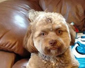 揭秘小狗嘴巴的神奇之处，竟然像这个东西！