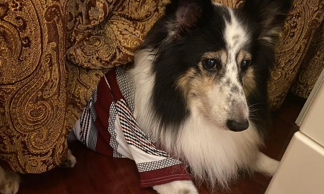 宠物口臭的成因与解决方法，科学护理从口腔开始