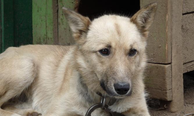 既漂亮又能看家的狗有哪些?选对宠物事半功倍 既漂亮又能看家的狗有哪些?选对宠物事半功倍