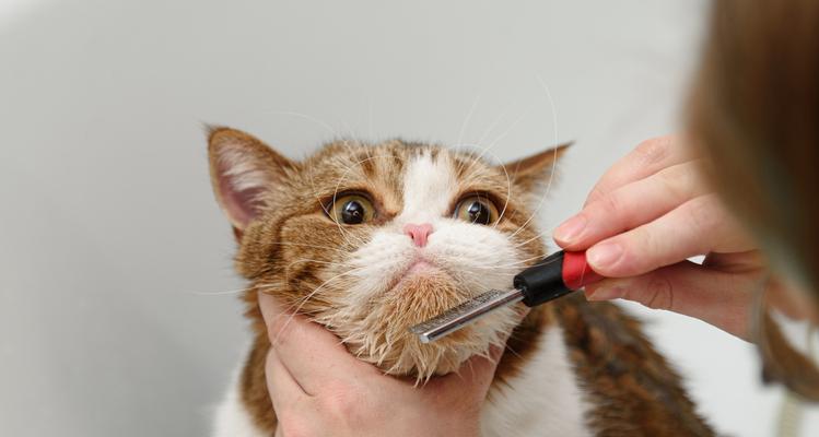 小猫剃毛真的能降温吗？科学护理方法揭秘