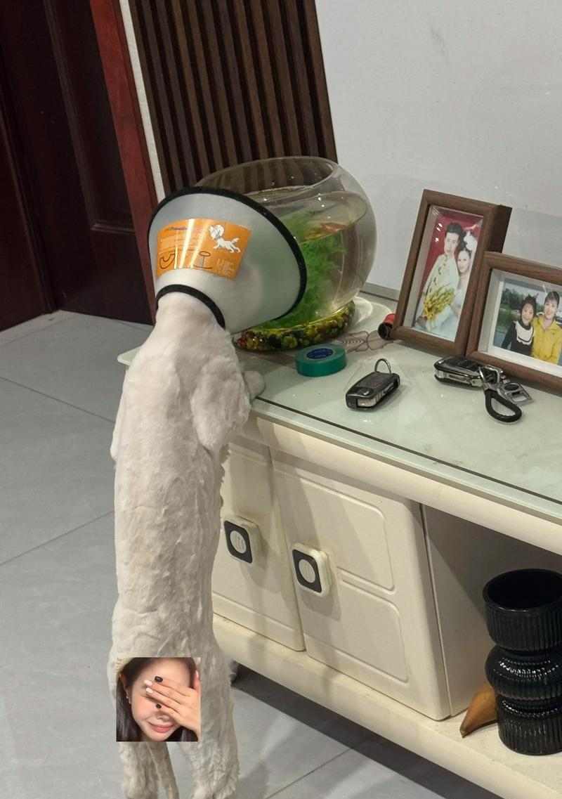 小猫剃毛真的能降温吗？科学护理方法揭秘