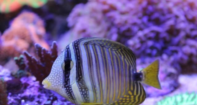 珍珠帆吊的饲养技巧与日常养护指南