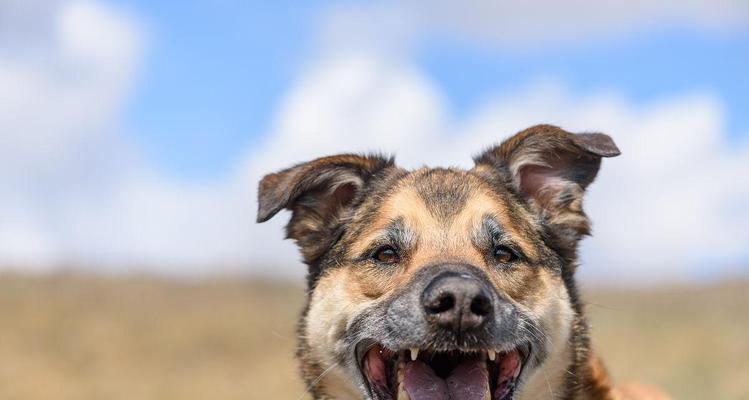 揭秘小狗嘴巴的神奇之处，竟然像这个东西！